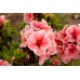 Azalea - Various Sizes 1 Gallon+